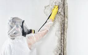 Why You Should Choose Our Mold Remediation Services in Placeholder8